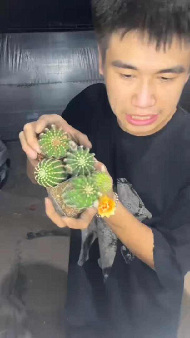 5颗 实生根 黑金刚 不指定带花苞