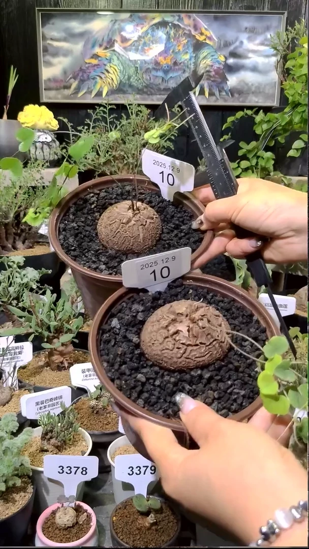 10号1209福利南非龟甲龙买一送一