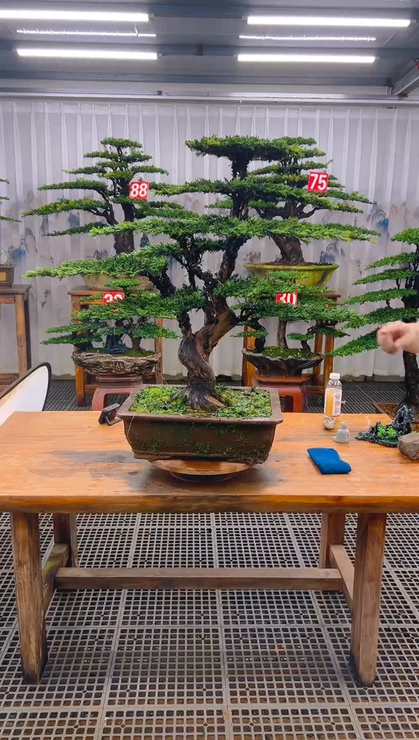 无花朵用****6精品盆景直播间一物一拍