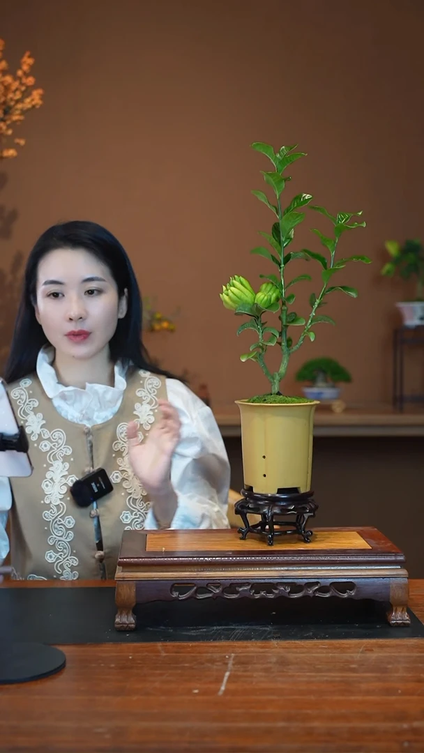 全部花朵冬青盆景盆景盆景