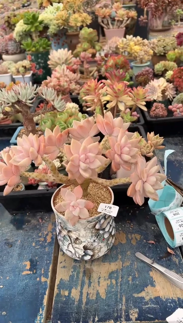 云**飘178        不带盆