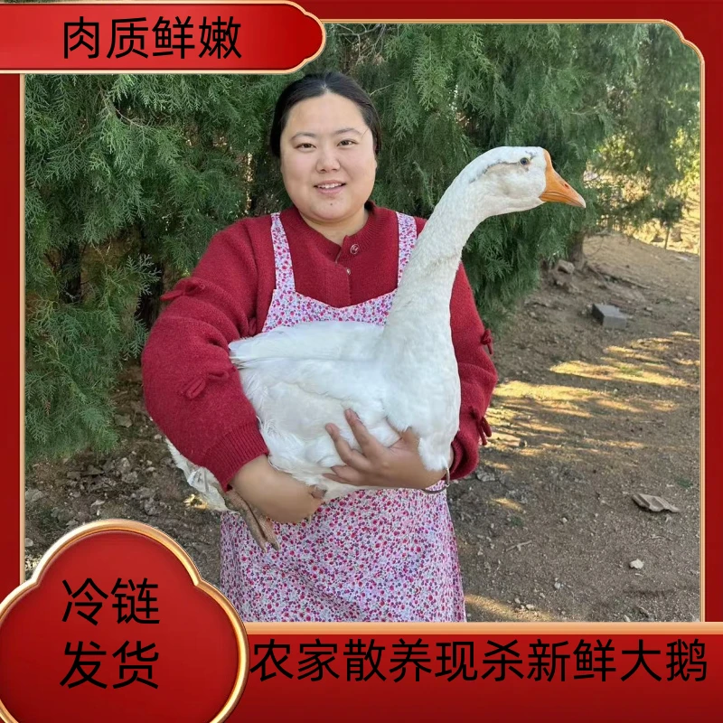 【A2】杀好农家放养大白鹅 青年鹅 单只净重9-10斤 带心肝