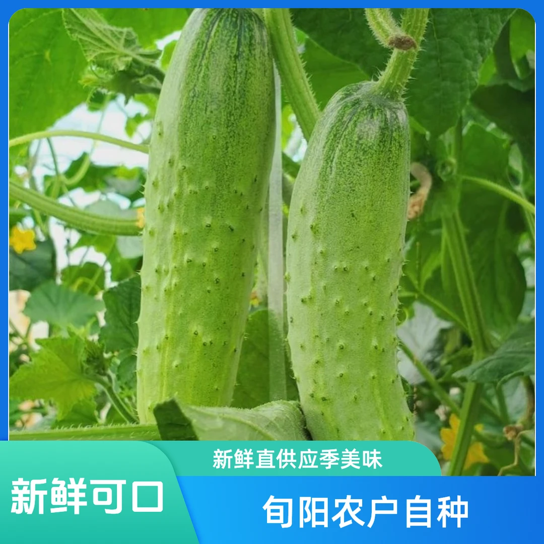 【陕西旬阳农户自种】露天旱黄瓜新鲜现摘带刺清香可口