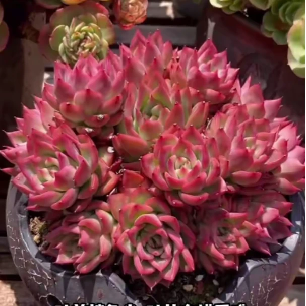 【鑫哥多肉】正版佛罗瑞安娜 全场多肉满两单送一颗满五单送两颗！！！