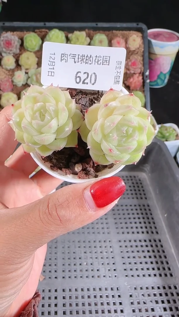 1201-620多肉群生不包整