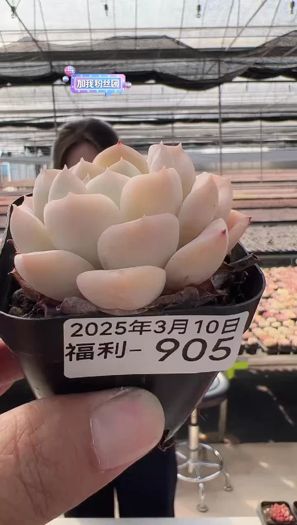【闪购商品】福利多肉-905