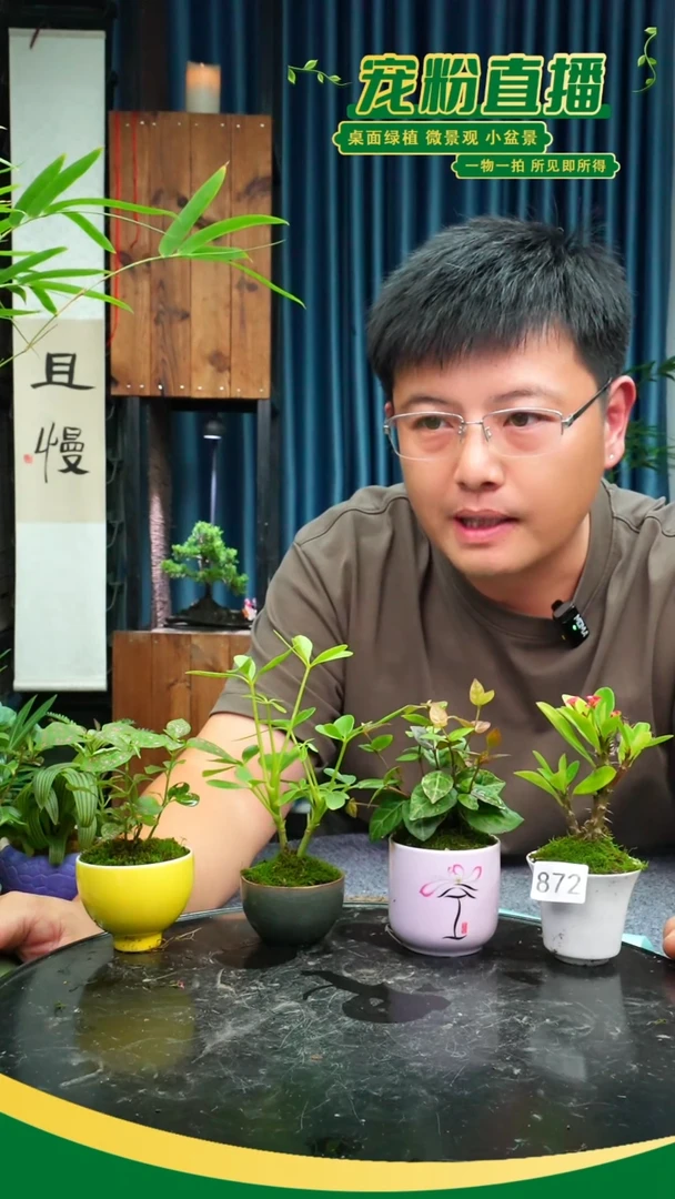无花朵苔藓微景观872号