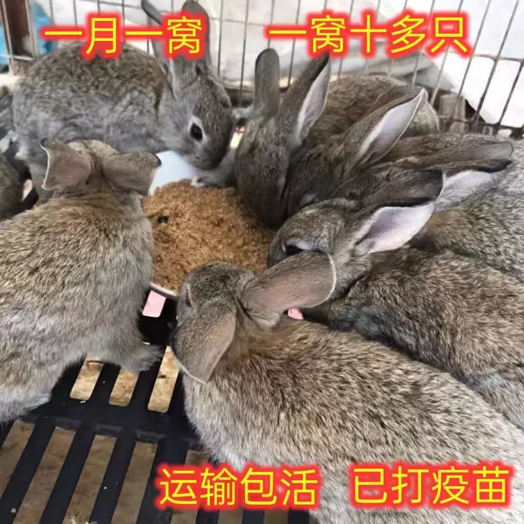 三只兔子活体比利时活物可食用大型家养肉兔可繁殖公母可繁殖包邮