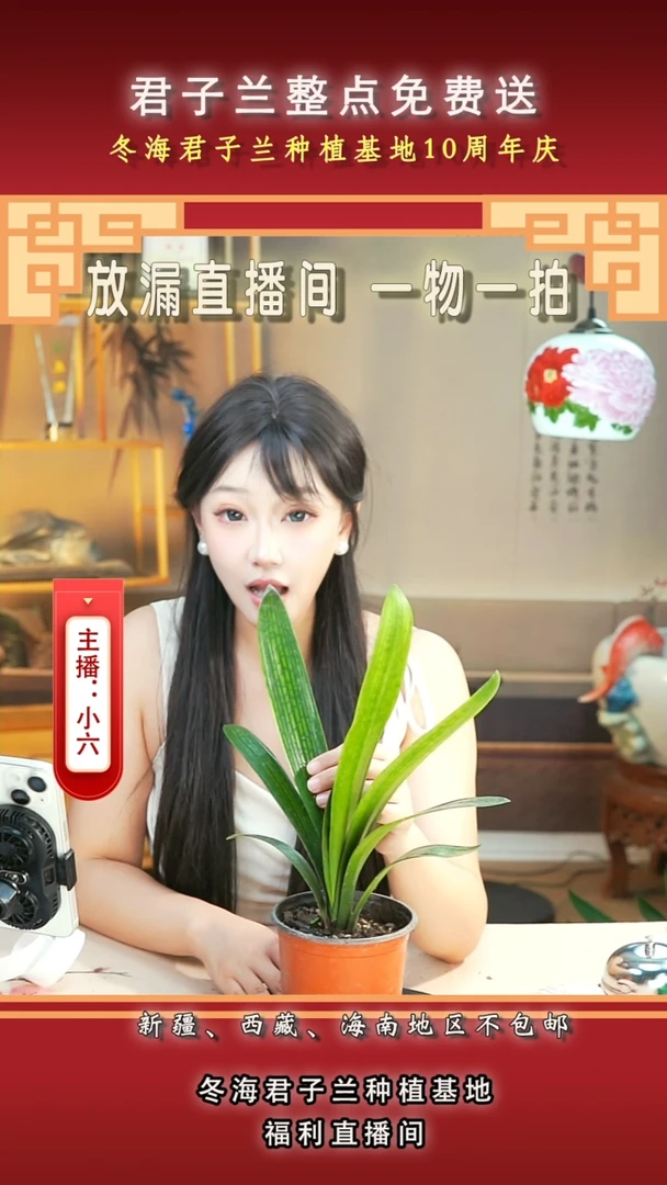 当前无花朵，栽培后可花朵大**️君子兰