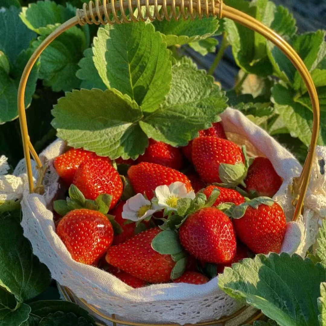 颜【新年福利】3斤大果净重现摘现发正宗大凉山露天奶油草莓香甜