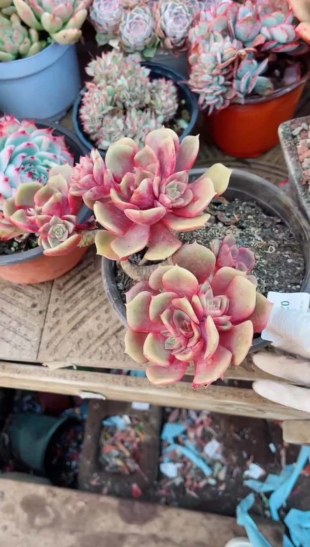 【闪购商品】02181