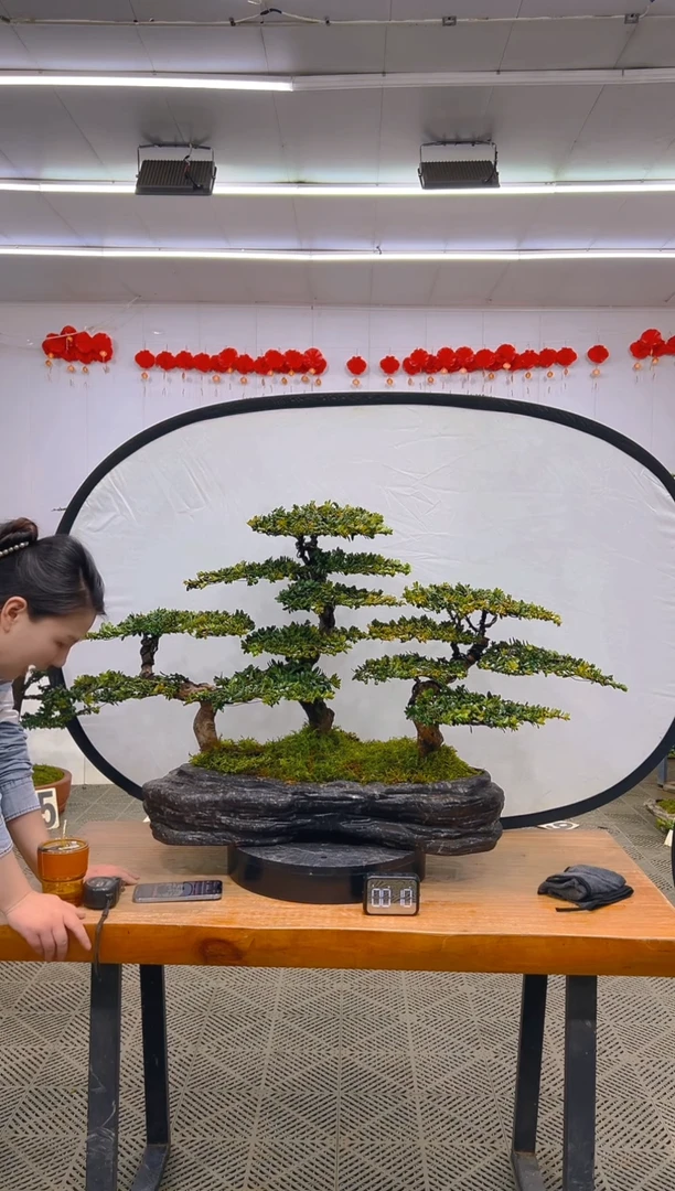 【闪购商品】盆景1