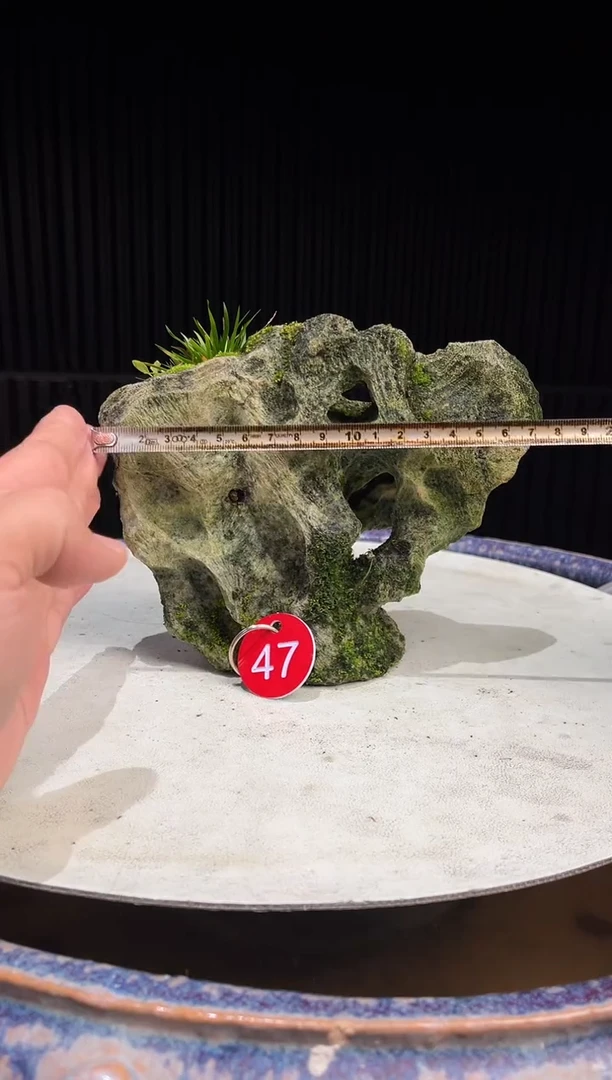 47造型吴定石一物一拍专属