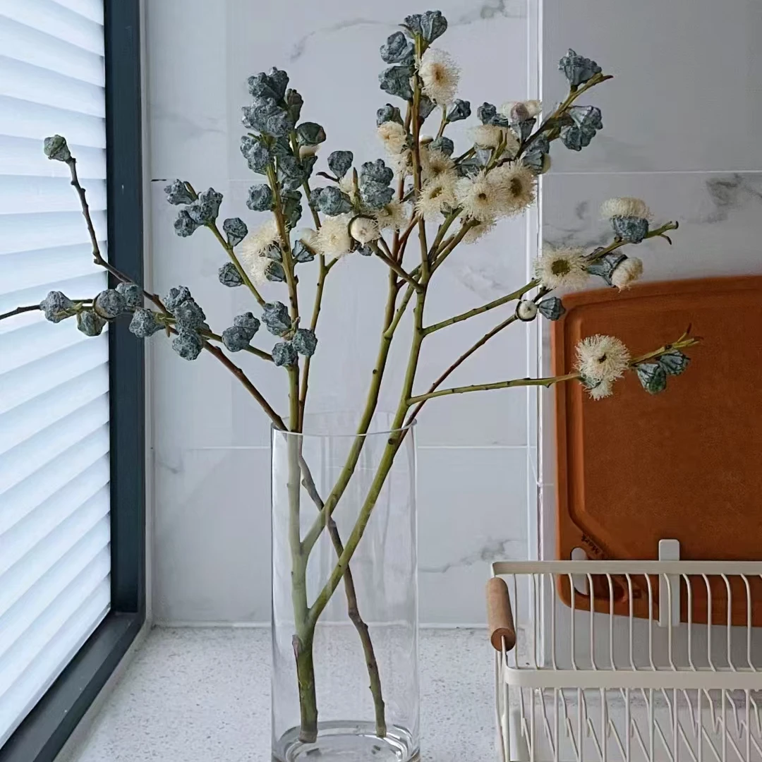 尤加利果 L   可做干花