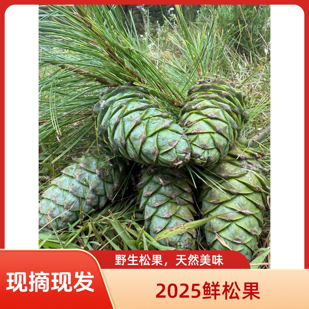 2025新鲜嫩松果带松子野生绿松塔松包松鼠仓鼠零食