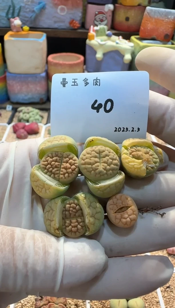 【闪购商品】25.2.5-40 6酱