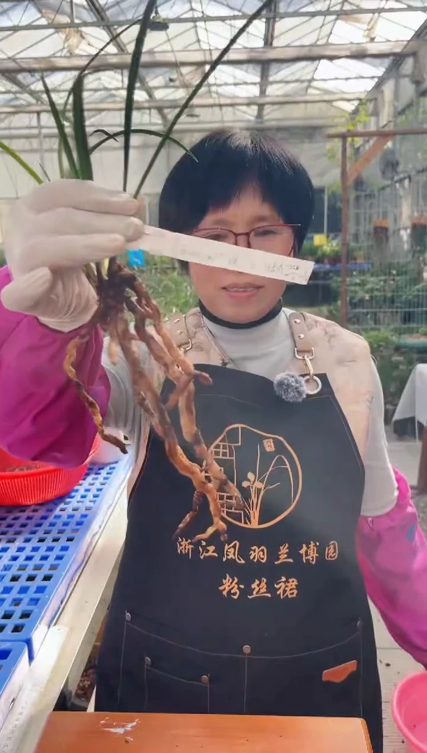 当前无花朵，栽培后可花朵西****阳俞氏素荷，，西伯利亚的大太阳