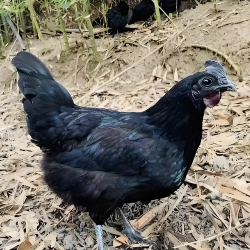 【每人限拍2单】五黑三只 顺丰发货（售后保3天）