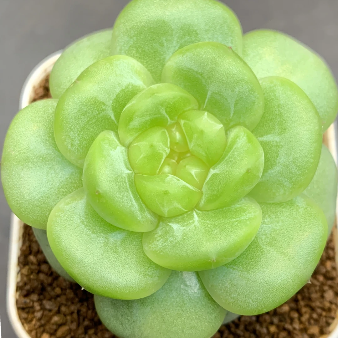 十五号链接 g-g 框拍 9/14 周日 多肉植物讲解点击封面图