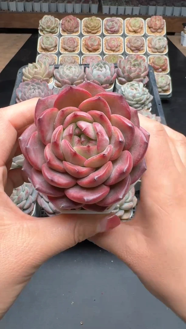 【闪购商品】556E号一物一拍多肉花卉植物3颗起发