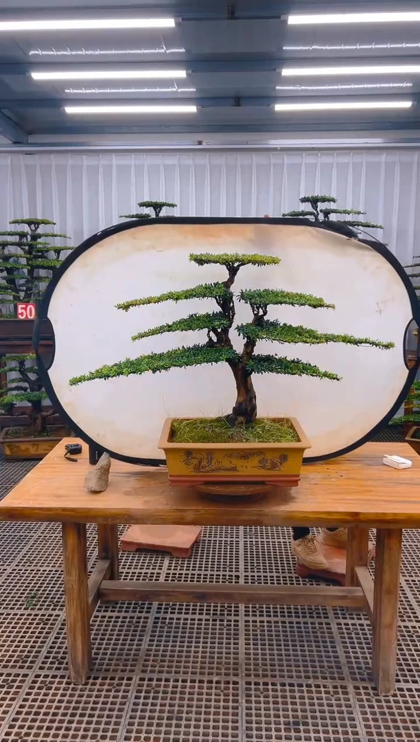 【闪购商品】紫砂精品盆景直播间一物一拍