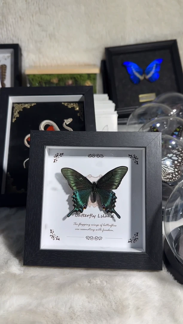 有机玻璃微瑕  小绿带精美蝴蝶标本