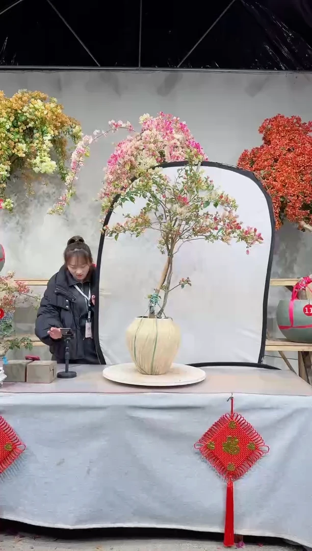 【闪购商品】盆景漳红樱