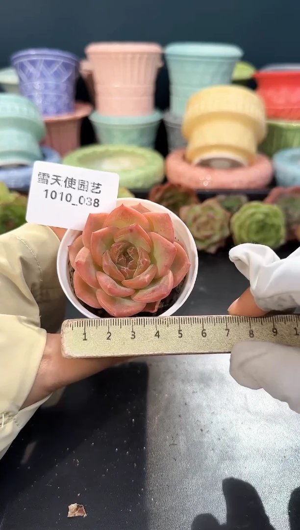 1010- 038 青山 （冠幅 5 cm）