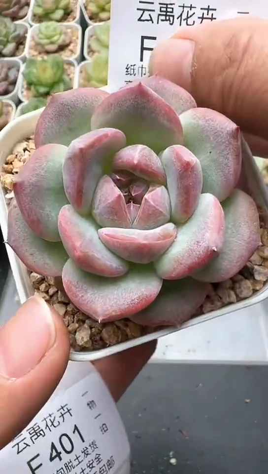 400F云禹多肉植物 默认脱土纸巾打包 3颗包邮