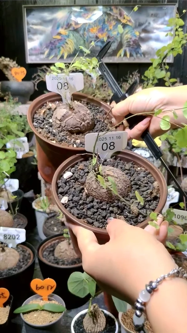 8号1116福利南非龟甲龙买一送一