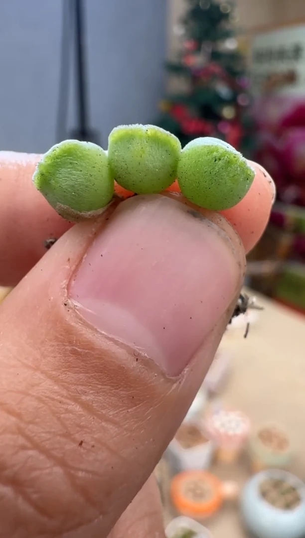 【闪购商品】25-15空蝉选拔ts一颗