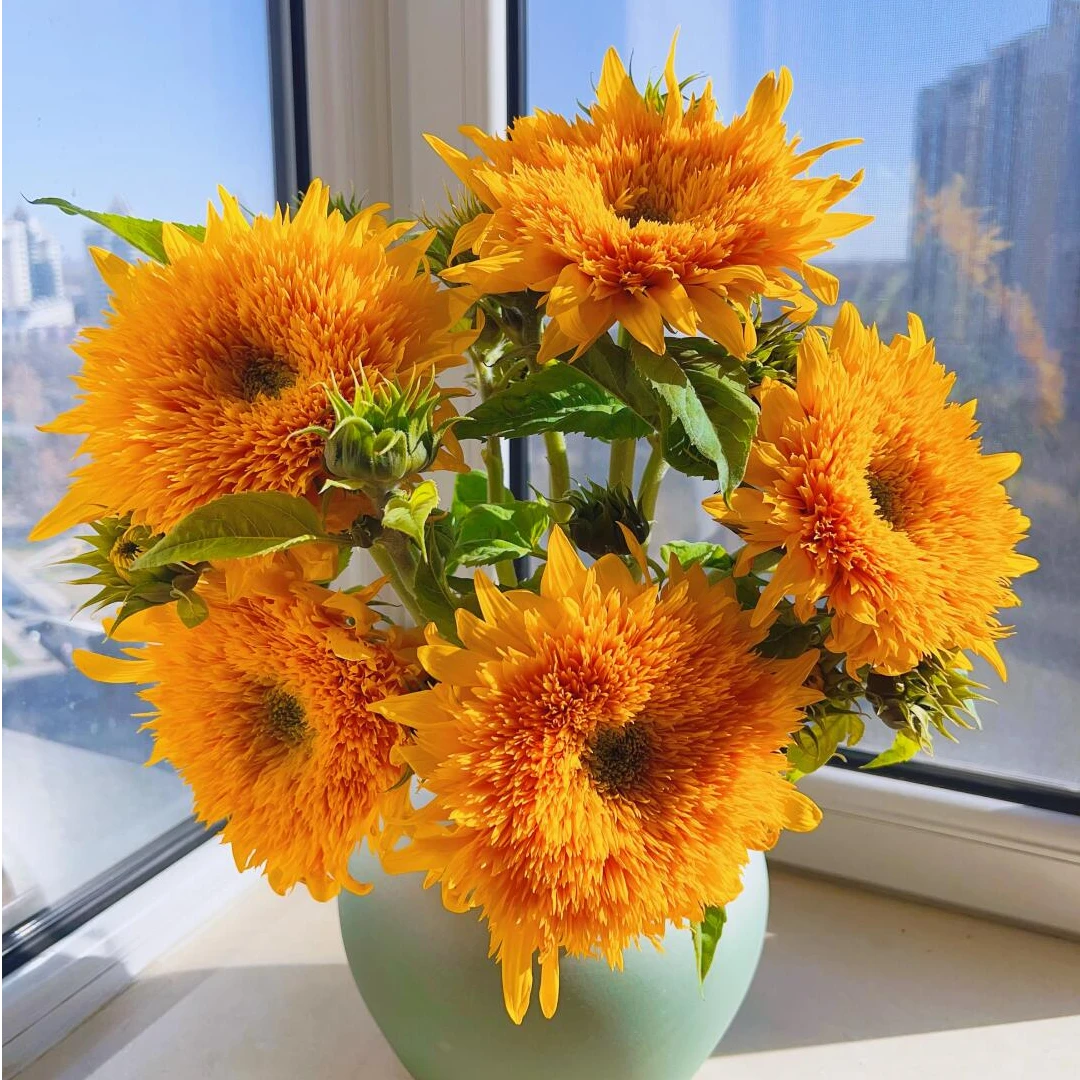 顺丰次日达【重瓣泰迪向日葵 3枝】鲜花任意两单顺丰送货上门