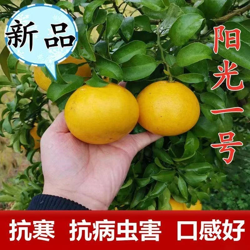 甜桔柚高糖柚子树苗阳光一号桔柚抗寒柚子树苗嫁接黄金柑桔果树苗