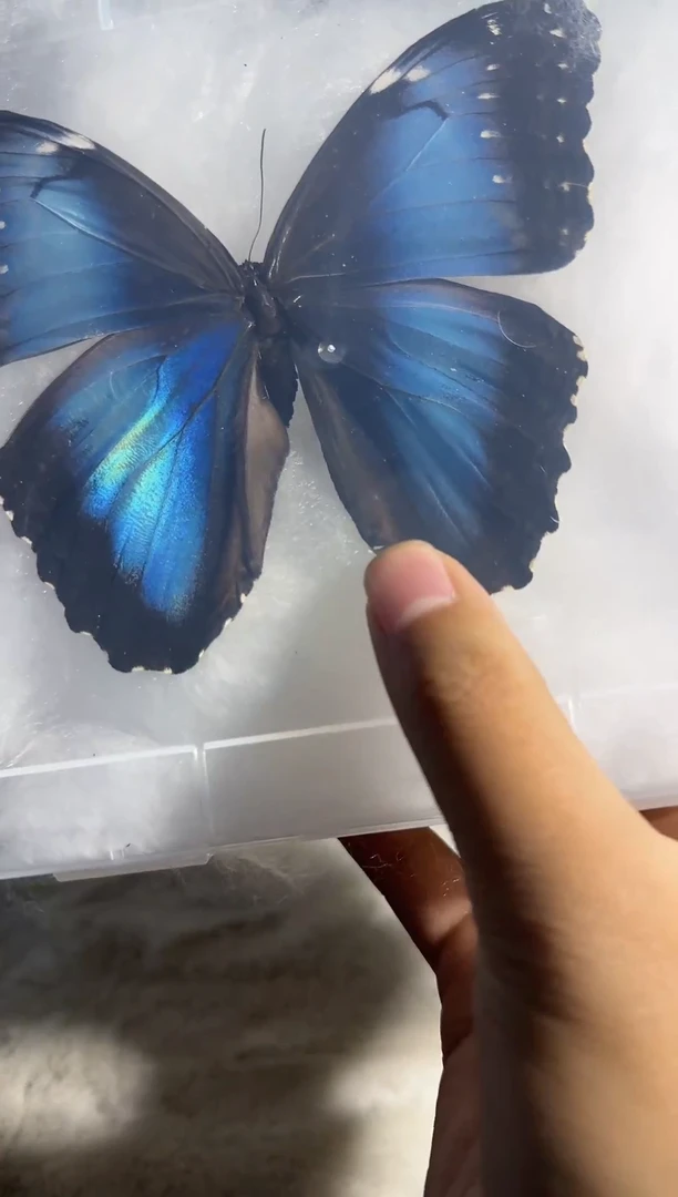 有机玻璃蓓蕾压棉A-精美标本