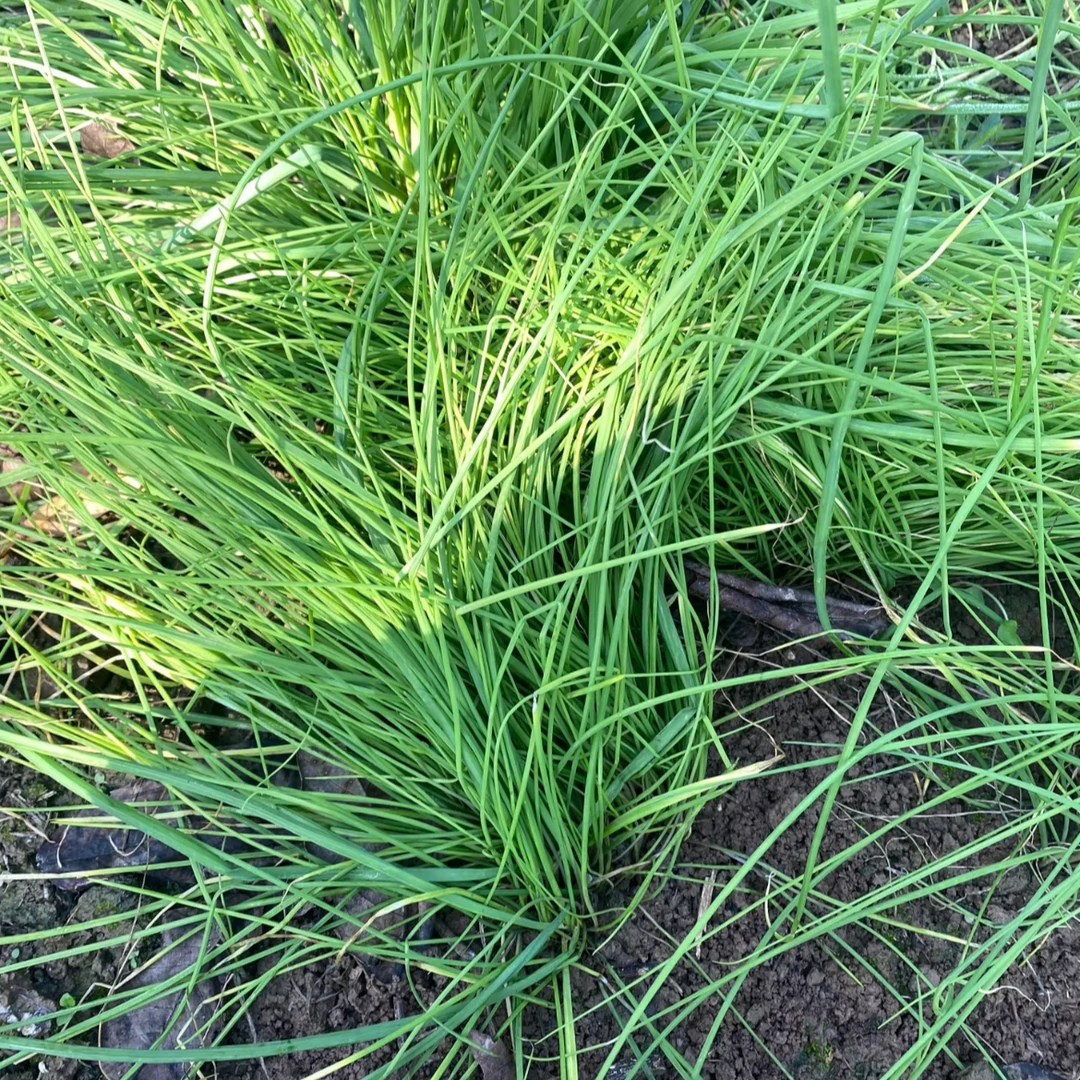 贵州现挖新鲜安哥拉野葱韭菜野蒜苦蒜应季野菜野山葱石蒜薤白现挖