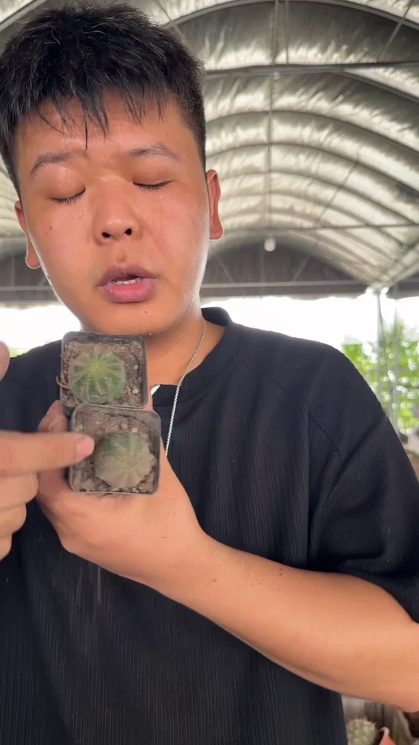 2颗 布纹球【带根】货尾