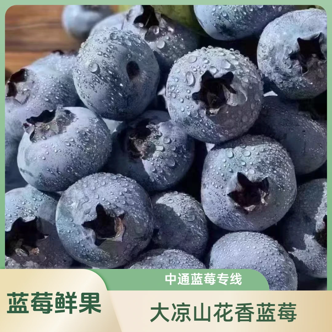 【高原蓝莓】25花香蓝莓鲜果大凉山当季新鲜水果孕妇宝宝辅食蓝莓