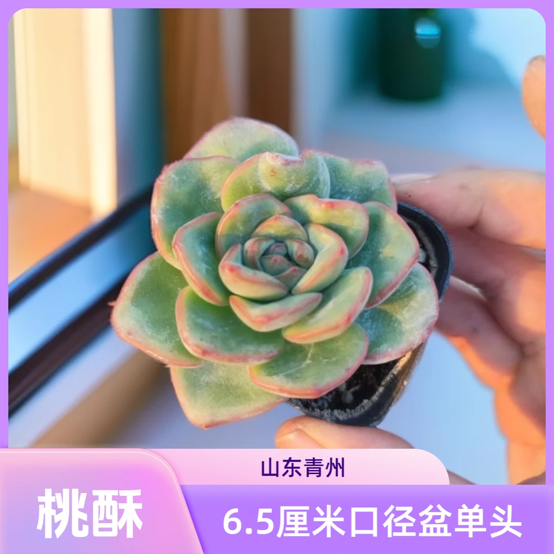 桃酥（6.5厘米盆）多肉