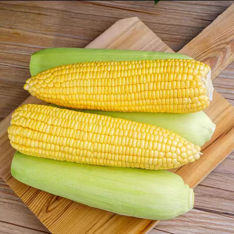 【达吾水果】水果玉米带穗鲜发10根特惠尝鲜多送1根(同城骑手配送到家)水果玉米甘肃省
