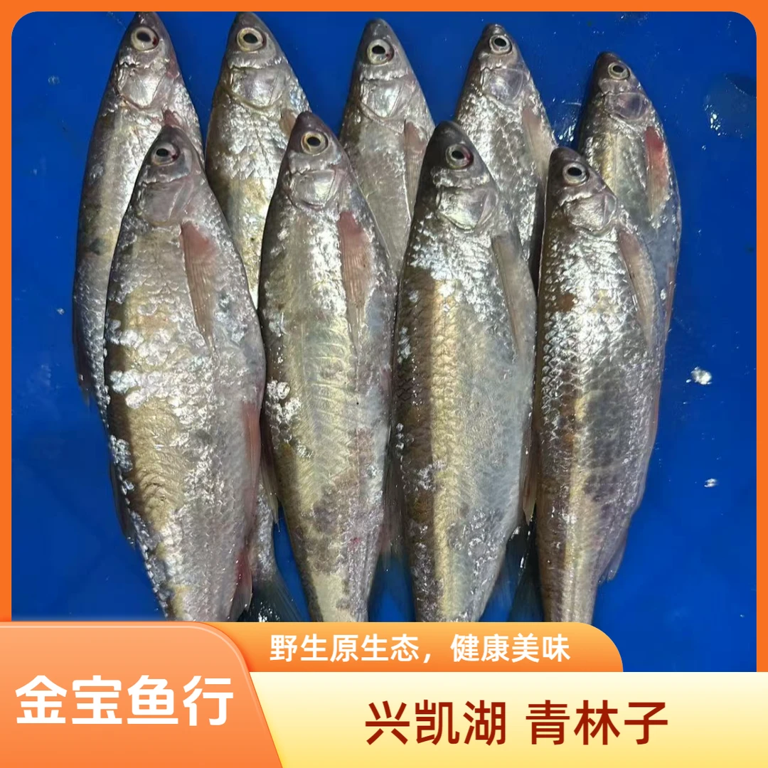 兴凯湖 青林子鱼兴凯湖 青林子鱼