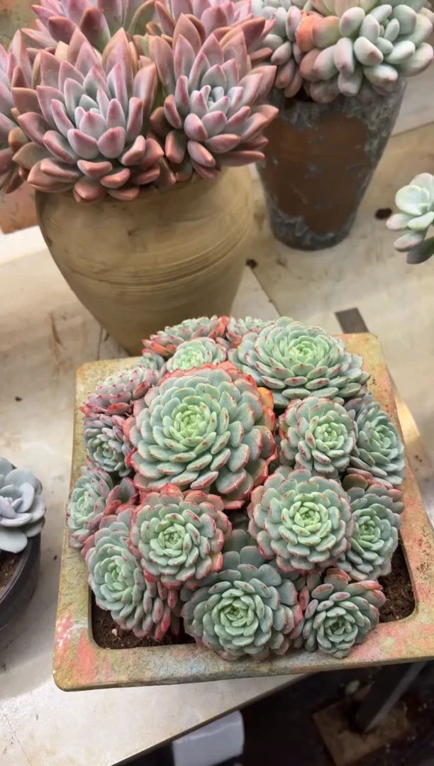 d****g黑大帅多肉364白胖子