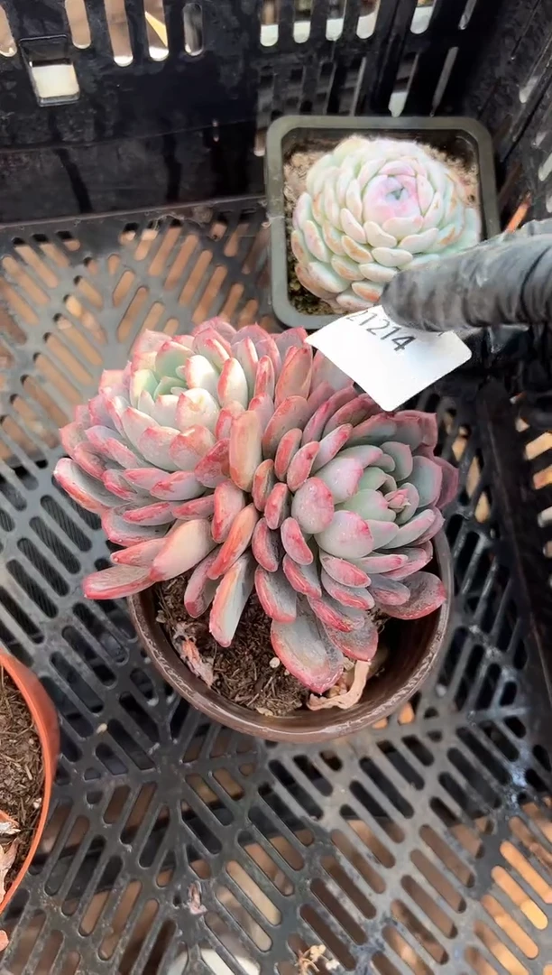 爱*妃多肉植物一物一拍21214