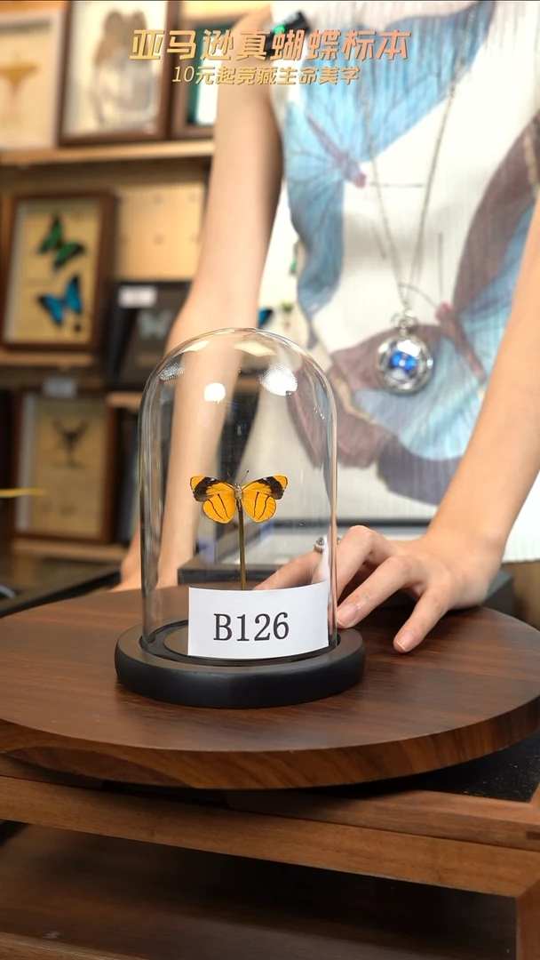 蝴蝶标本摆件一口价b126