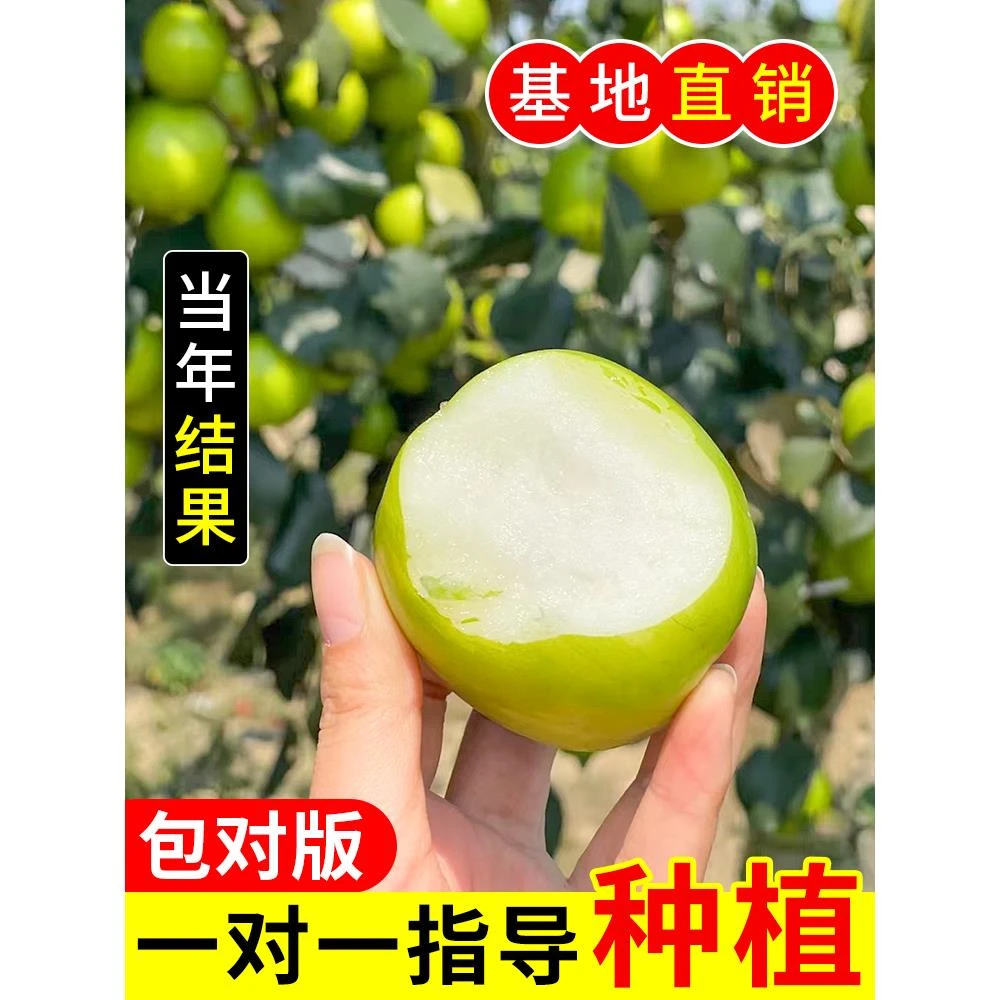 嫁接枣树活苗特大冬枣特大葫芦枣树果树果苗北方南方种植庭院盆栽