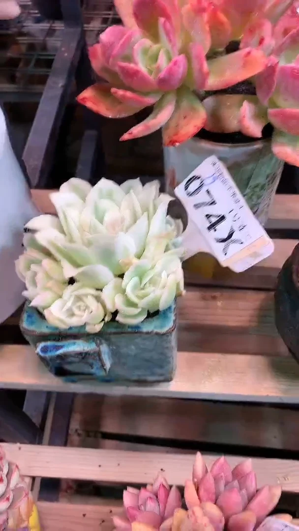 【闪购商品】074XXX