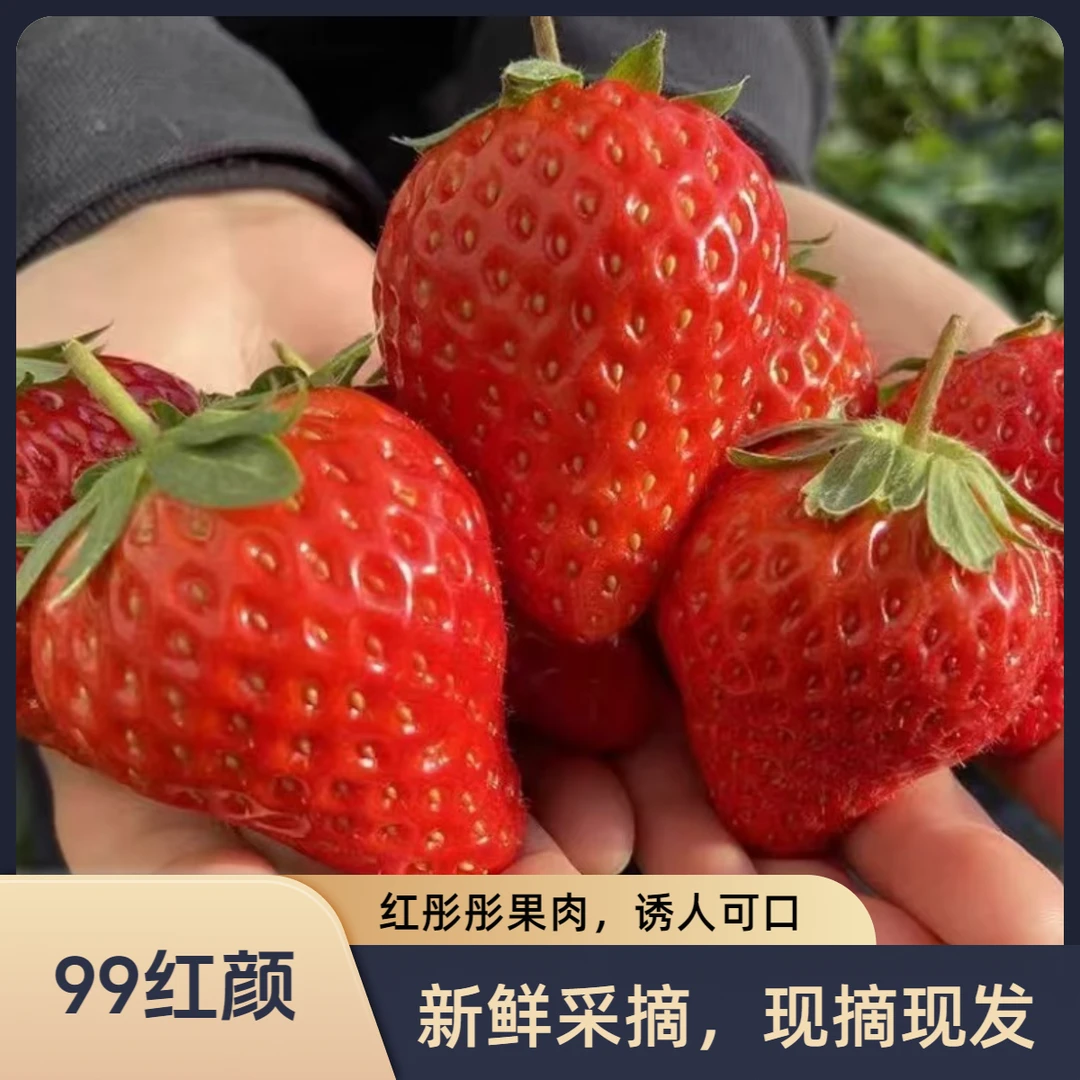 【大果】YU自营红颜草莓上新应季新鲜新年年货1500克/3斤装