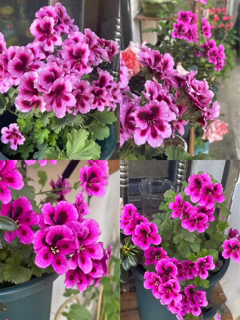 【蝴蝶梅】大花盆栽花苗包对版室内阳台四季好养花卉