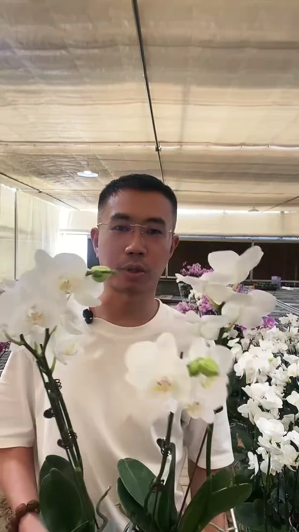 大部分开放少量花苞阿玛2棵