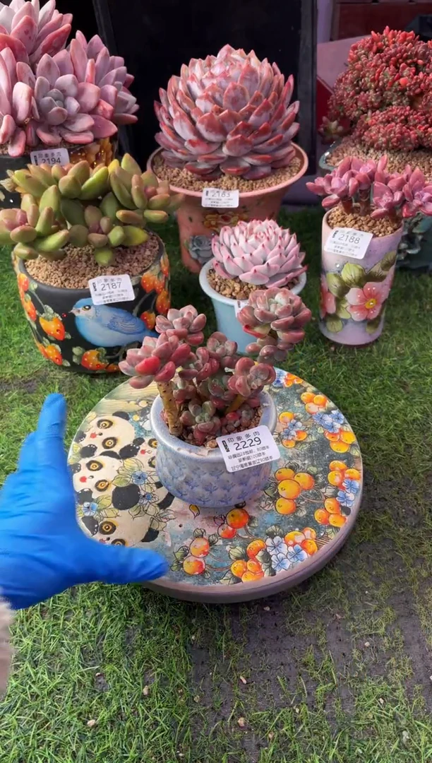 昆明印象多肉2229