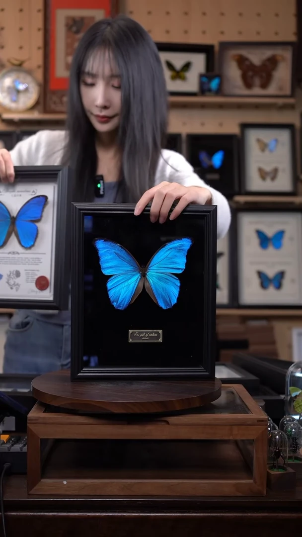 大蓝闪蝶黑绒底版10寸欧式框（带证书）